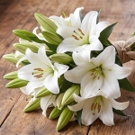 LILY ORIENTAL SINGLE POLLENLESS LE PRESTINE