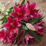 LILY ORIENTAL SINGLE POLLENLESS LIBER LOVE