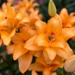 LILY BUTTERFLY POLLENLESS VOLLEY