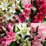 LILY ORIENTAL POLLENLESS COLLECTION