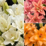 LILY BUTTERFLY POLLENLESS COLLECTION