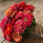 ZINNIA SUNSET MIXED