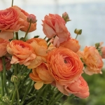 RANUNCULUS CLONI SUCCESS HONEY