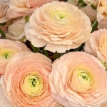 RANUNCULUS CLONI SUCCESS TUAREG