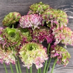 RANUNCULUS CLONI PON PON MALVA