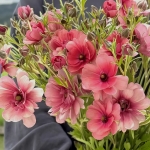 RANUNCULUS NATURA MODERNA ENERGIA