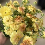 RANUNCULUS NATURA MODERNA MIELE