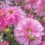 RANUNCULUS NATURA MODERNA 1857 PINK