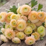 RANUNCULUS CLONI SUCCESS TUAREG
