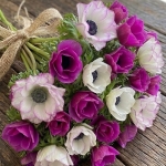 ANEMONE MISTRAL FUCHSIA & THE EDGE DUO