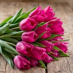 TULIP PINK ARDOUR