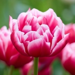 TULIP COLUMBUS