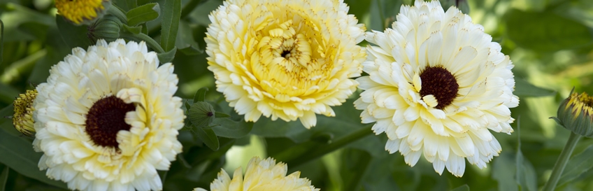 Most Naturally Beautiful Cactus Buy Most Naturally Beautiful Cactus Buy