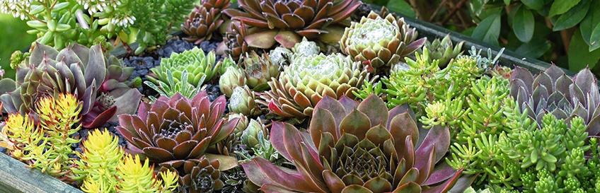 Plants of Distinction