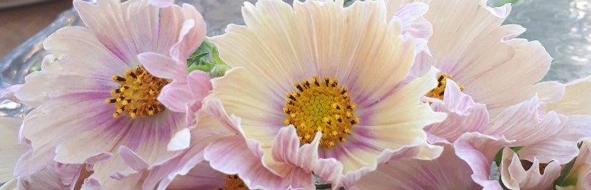 img003479.jpg