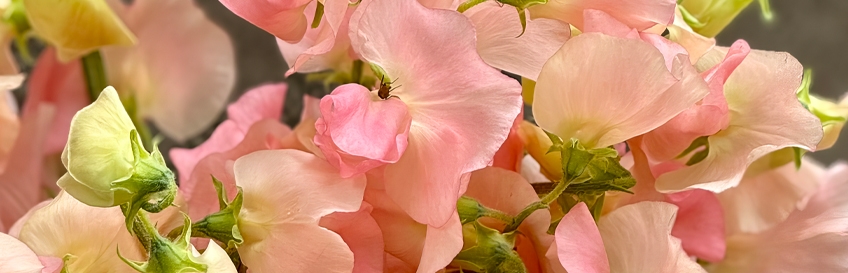 img003887.jpg